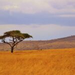 Un acacia parasol isolé dans une plaine d'herbe dorée, des collines boisées à l'horizon