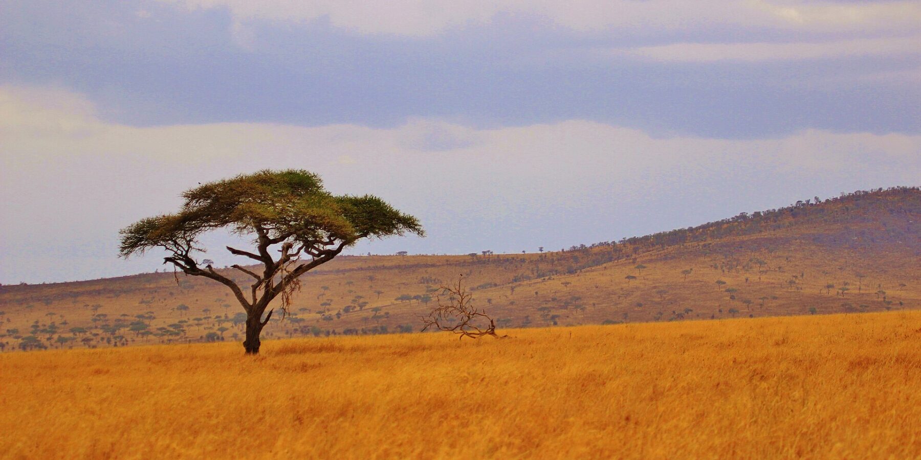 Un acacia parasol isolé dans une plaine d'herbe dorée, des collines boisées à l'horizon