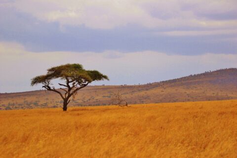 Un acacia parasol isolé dans une plaine d'herbe dorée, des collines boisées à l'horizon
