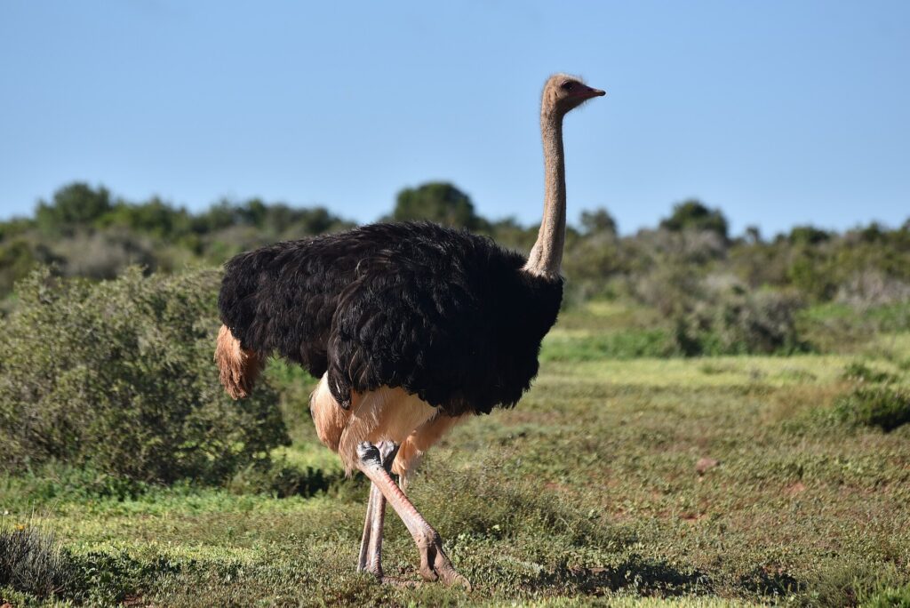 Une autruche mâle au plumage noir, les bouts d'ailes et la queue beige clair, marche sur l'herbe rase, le long cou gris dressé, la brousse basse derrière elle sous un ciel bleu