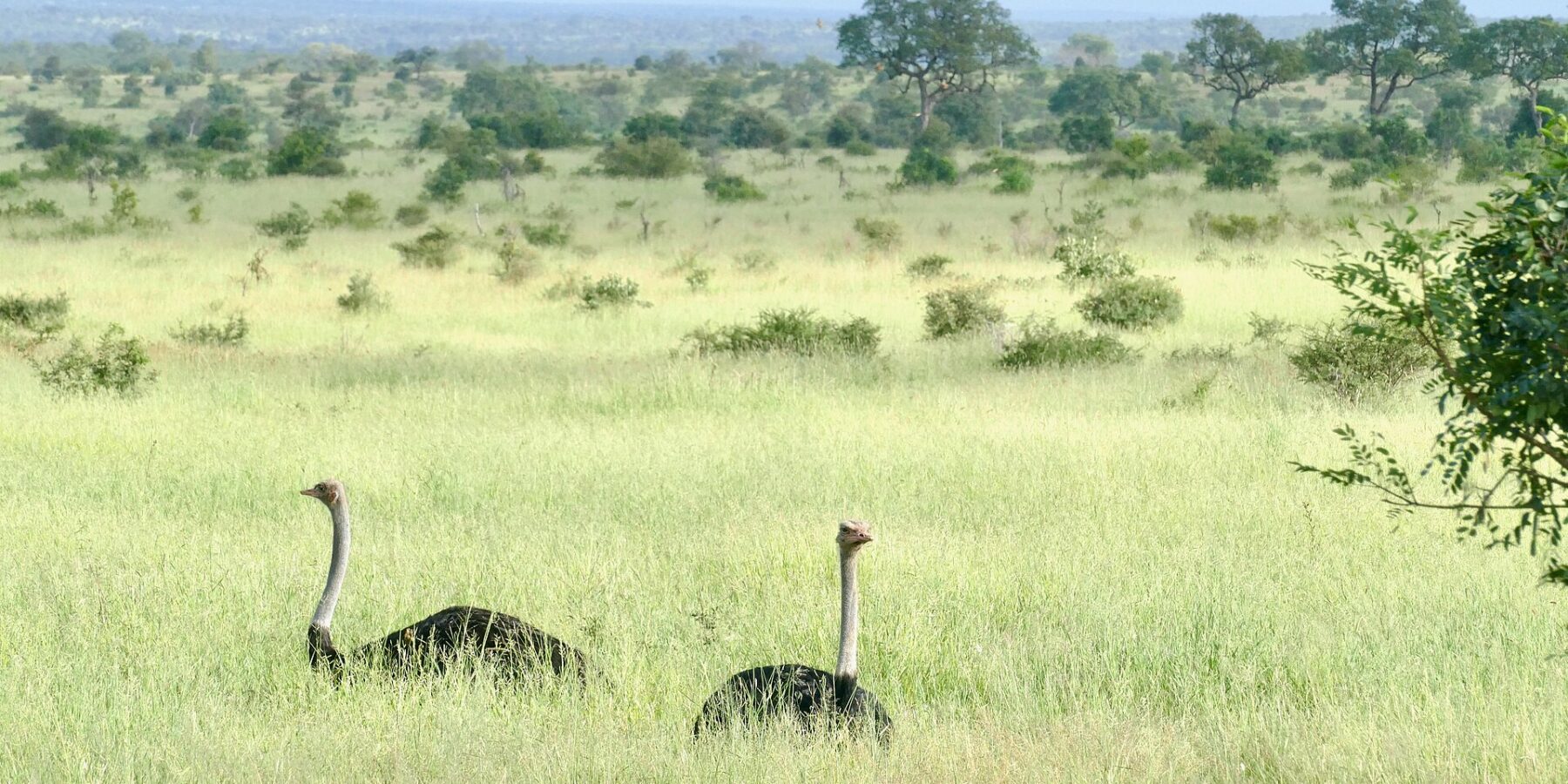 Deux autruches mâles au corps noir et au long cou gris dépassent de l'herbe haute et verte d'une plaine parsemée de buissons