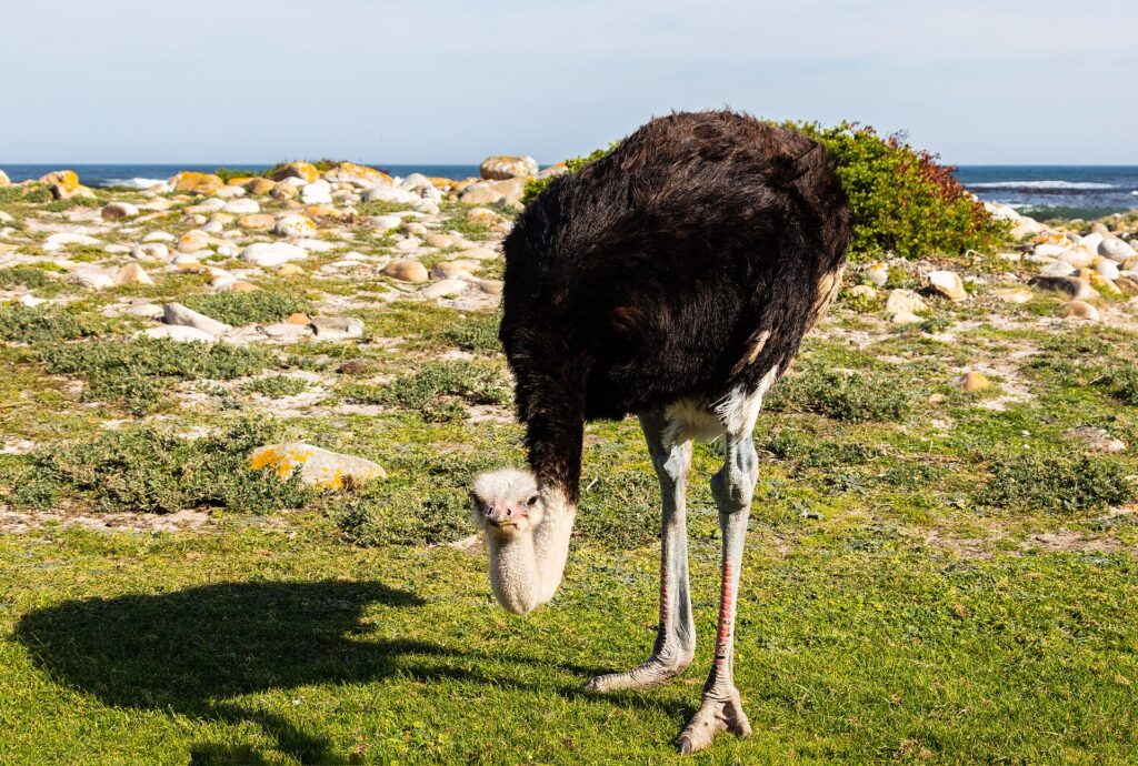 Une autruche mâle penche la tête vers l'herbe rase, le plumage noir, le cou gris-bleu et les pattes rougies, des rochers clairs et l'océan derrière elle