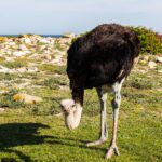 Une autruche mâle penche la tête vers l'herbe rase, le plumage noir, le cou gris-bleu et les pattes rougies, des rochers clairs et l'océan derrière elle