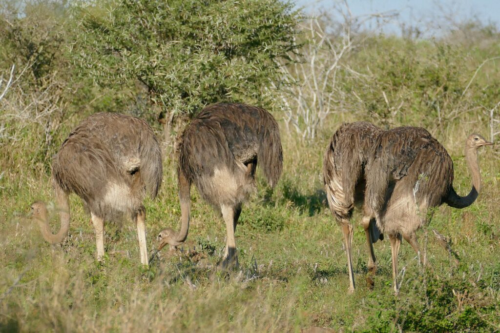 Quatre autruches femelles au plumage gris-brun broutent tête basse dans l'herbe verte devant un acacia, l'une d'elles relève le cou