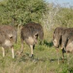 Quatre autruches femelles au plumage gris-brun broutent tête basse dans l'herbe verte devant un acacia, l'une d'elles relève le cou