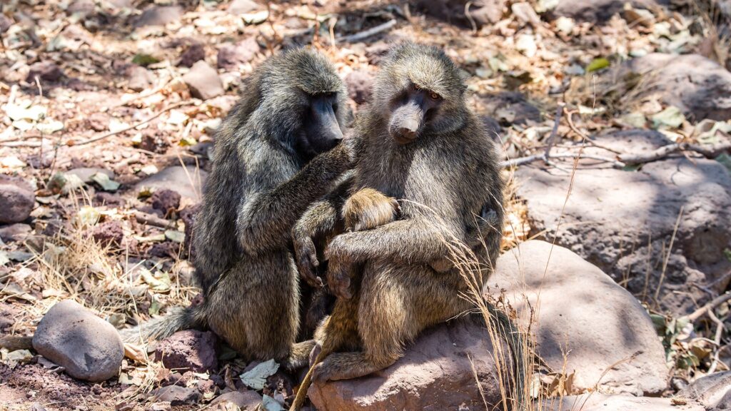 Deux babouins olive assis sur des rochers, l'un épouille l'autre qui tient un petit contre lui
