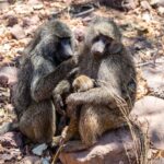 Deux babouins olive assis sur des rochers, l'un épouille l'autre qui tient un petit contre lui