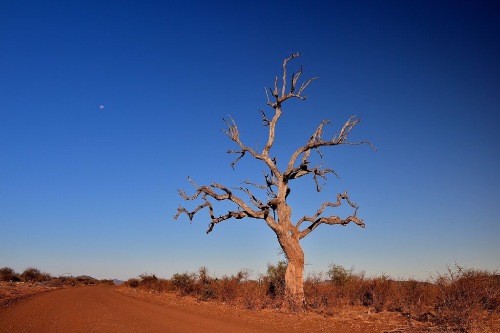 Un bois de plomb mort aux branches nues dressé au bord d'une piste de terre rouge, la lune dans un ciel bleu profond de saison sèche
