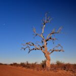 Un bois de plomb mort aux branches nues dressé au bord d'une piste de terre rouge, la lune dans un ciel bleu profond de saison sèche