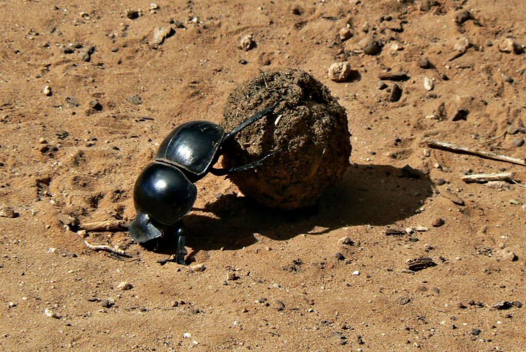 Un bousier noir et luisant pousse avec ses pattes arrière une boule de bouse plus grosse que lui sur la terre rouge d'une piste