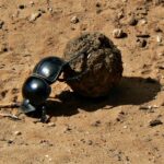 Un bousier noir et luisant pousse avec ses pattes arrière une boule de bouse plus grosse que lui sur la terre rouge d'une piste