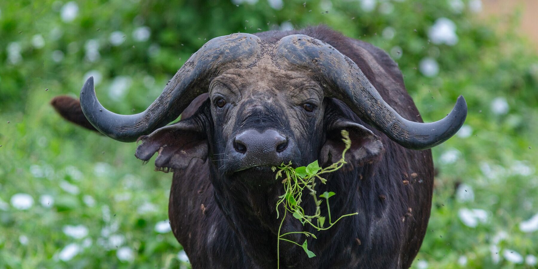 Un buffle de face, cornes en casque soudées sur le front, une tige verte dans la gueule, entouré de mouches