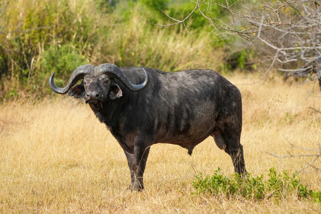 Un buffle mâle debout de profil dans l'herbe jaune, la tête tournée vers l'objectif, cornes épaisses et oreilles frangées