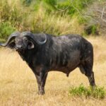 Un buffle mâle debout de profil dans l'herbe jaune, la tête tournée vers l'objectif, cornes épaisses et oreilles frangées