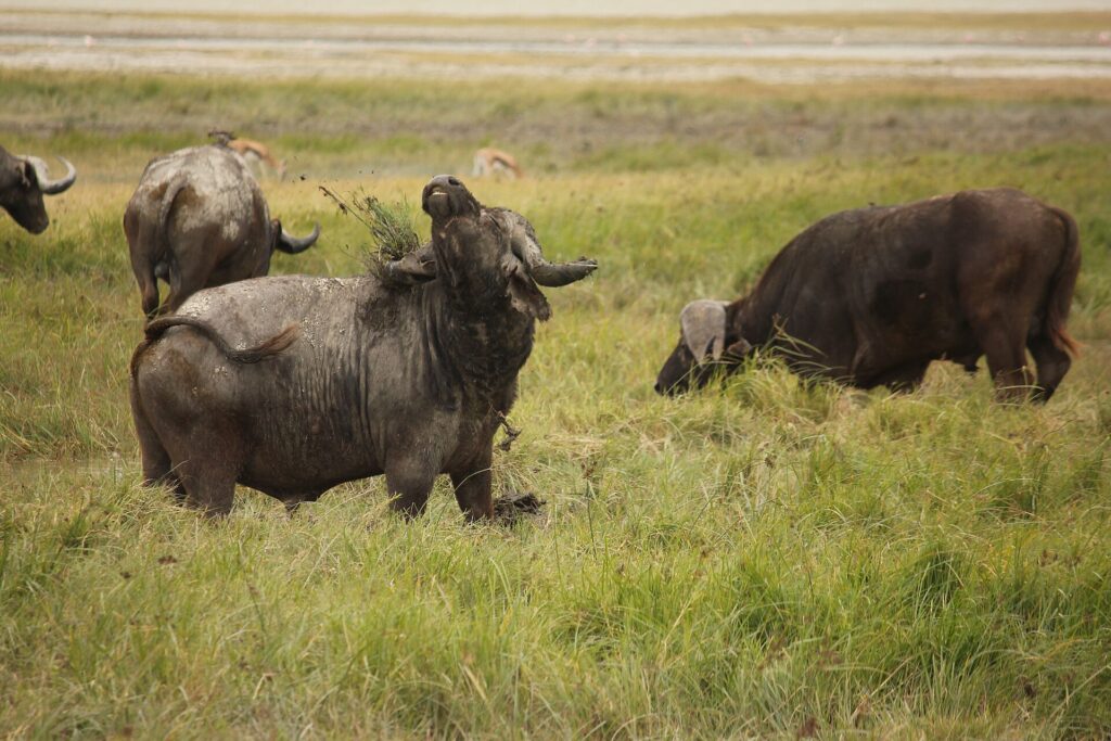 Un buffle couvert de boue séchée lève la tête, une touffe d'herbe accrochée à ses cornes, deux autres broutent derrière