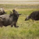 Un buffle couvert de boue séchée lève la tête, une touffe d'herbe accrochée à ses cornes, deux autres broutent derrière
