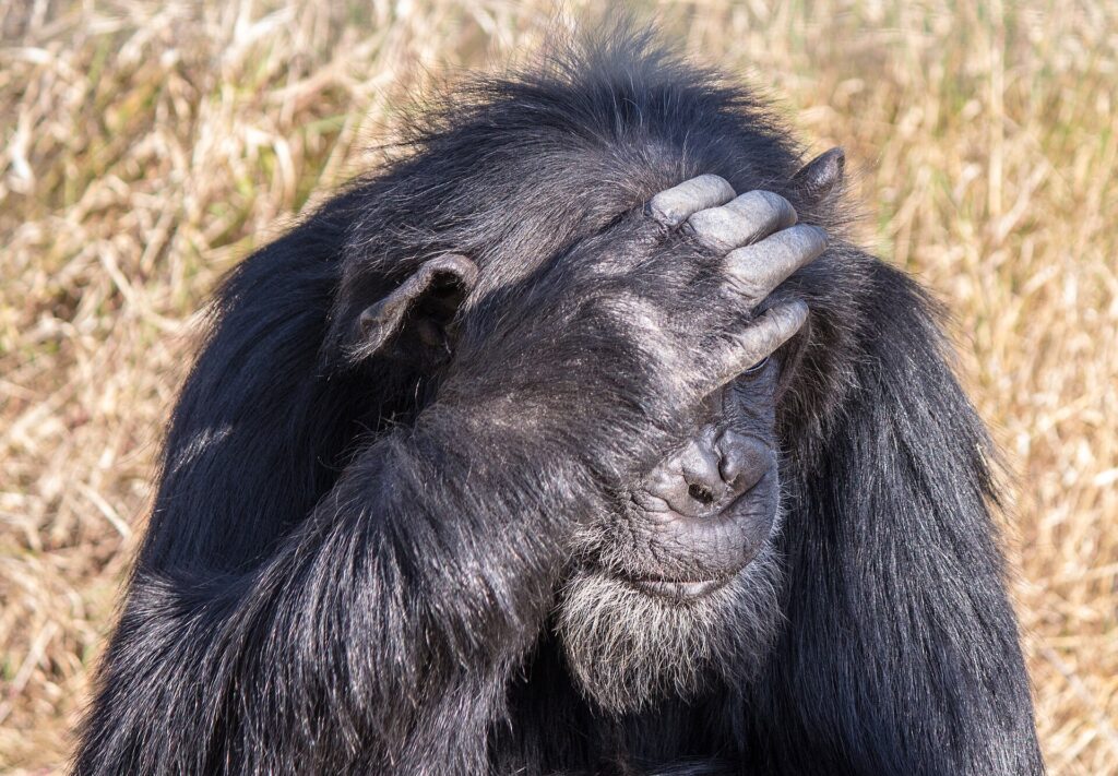 Gros plan sur un vieux chimpanzé à la barbe grise, la main posée sur le front devant ses yeux, de l'herbe sèche derrière