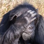 Gros plan sur un vieux chimpanzé à la barbe grise, la main posée sur le front devant ses yeux, de l'herbe sèche derrière