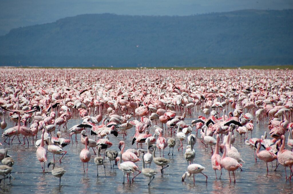 Des milliers de flamants nains roses, avec quelques jeunes gris, couvrent l'eau peu profonde du lac jusqu'à l'horizon devant des collines sombres