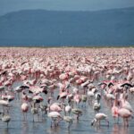 Des milliers de flamants nains roses, avec quelques jeunes gris, couvrent l'eau peu profonde du lac jusqu'à l'horizon devant des collines sombres