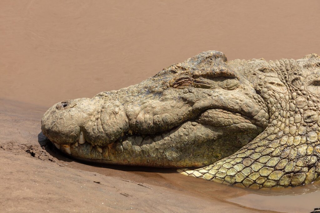 Gros plan sur la tête d'un crocodile du Nil posée sur le sable mouillé, l'oeil fermé, les dents dépassant de la mâchoire, l'eau brune derrière