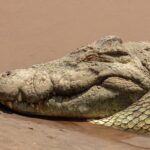 Gros plan sur la tête d'un crocodile du Nil posée sur le sable mouillé, l'oeil fermé, les dents dépassant de la mâchoire, l'eau brune derrière