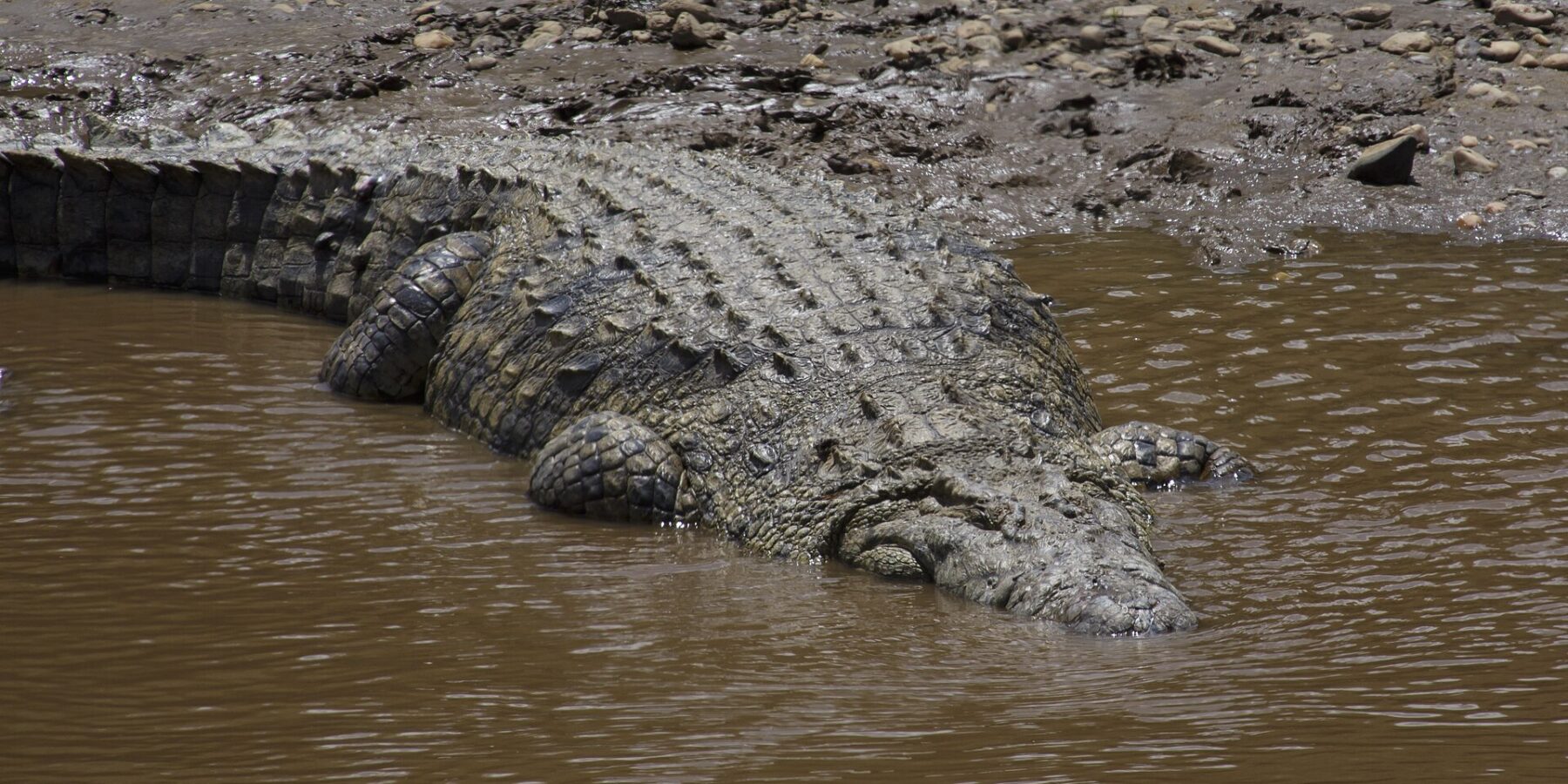 Un grand crocodile du Nil glisse d'une berge de boue et de galets dans l'eau brune, le dos cuirassé vu d'en haut, la tête déjà immergée