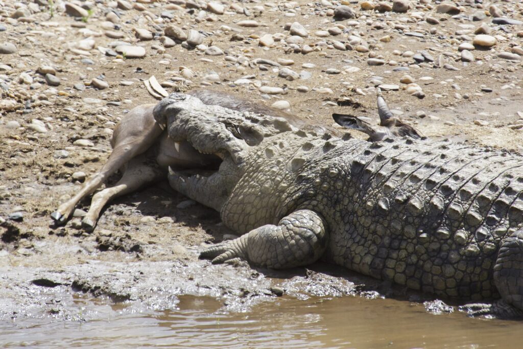 Un crocodile du Nil couché sur une berge de galets tient une antilope morte dans sa gueule, les pattes de la proie encore visibles