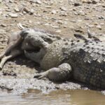 Un crocodile du Nil couché sur une berge de galets tient une antilope morte dans sa gueule, les pattes de la proie encore visibles