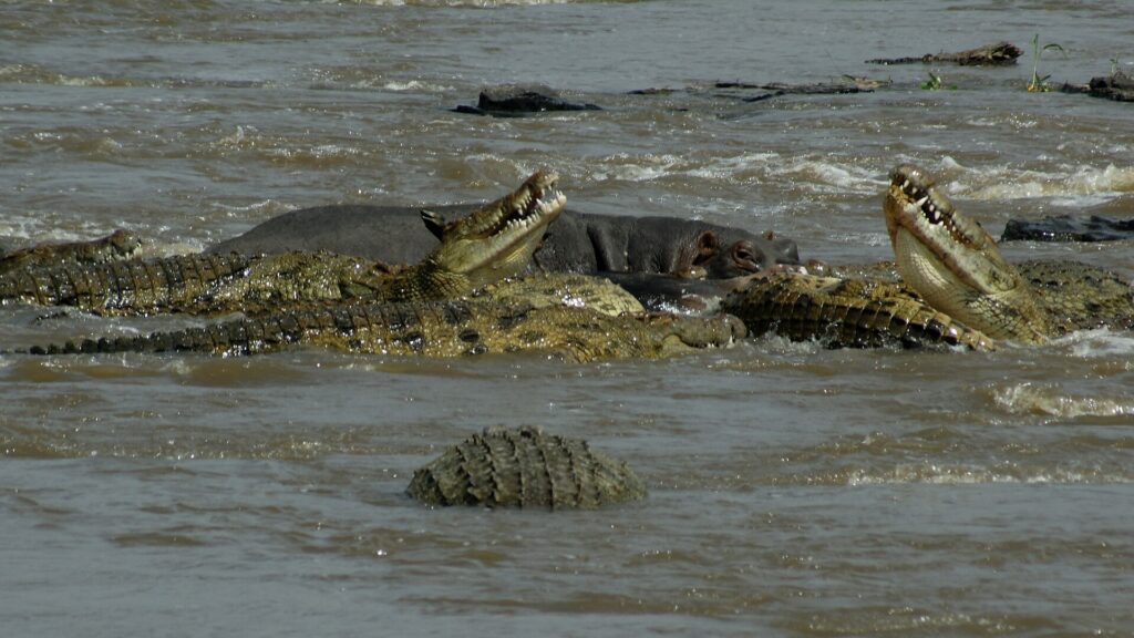 Cinq crocodiles du Nil aux mâchoires ouvertes se pressent dans l'eau boueuse de la rivière, un hippopotame derrière eux