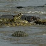 Cinq crocodiles du Nil aux mâchoires ouvertes se pressent dans l'eau boueuse de la rivière, un hippopotame derrière eux
