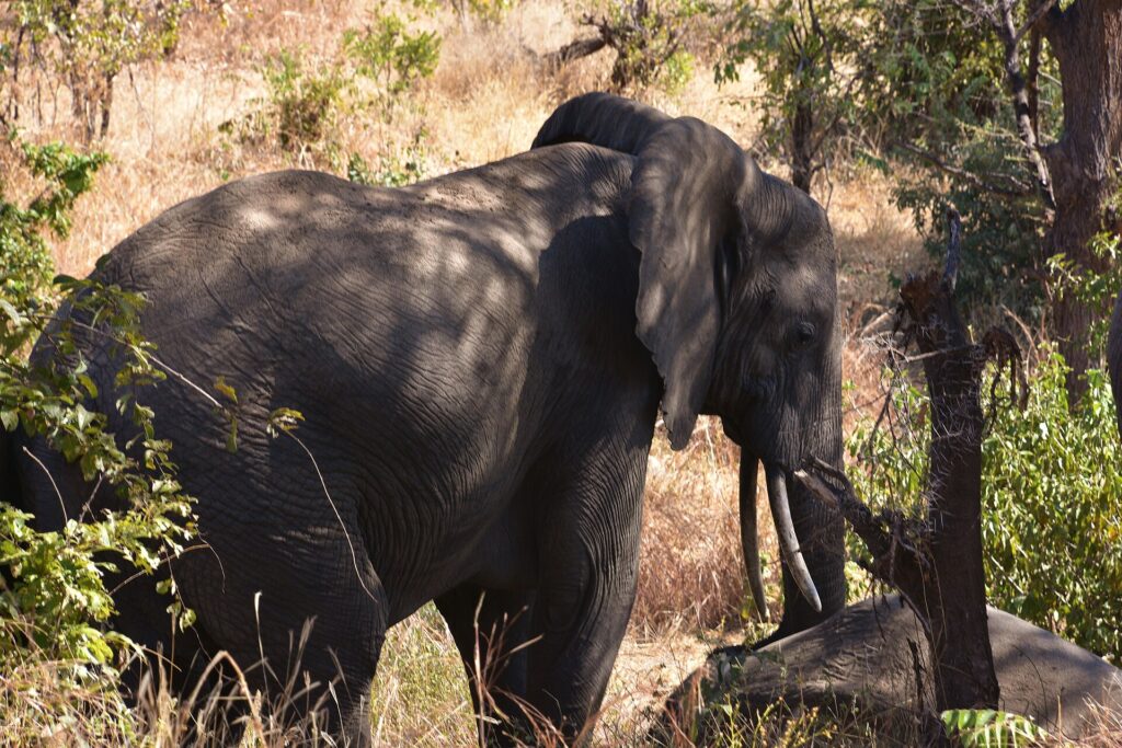 Un éléphant de trois quarts dans les hautes herbes sèches, oreille déployée et défenses visibles, sous l'ombre des arbres