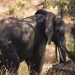 Un éléphant de trois quarts dans les hautes herbes sèches, oreille déployée et défenses visibles, sous l'ombre des arbres