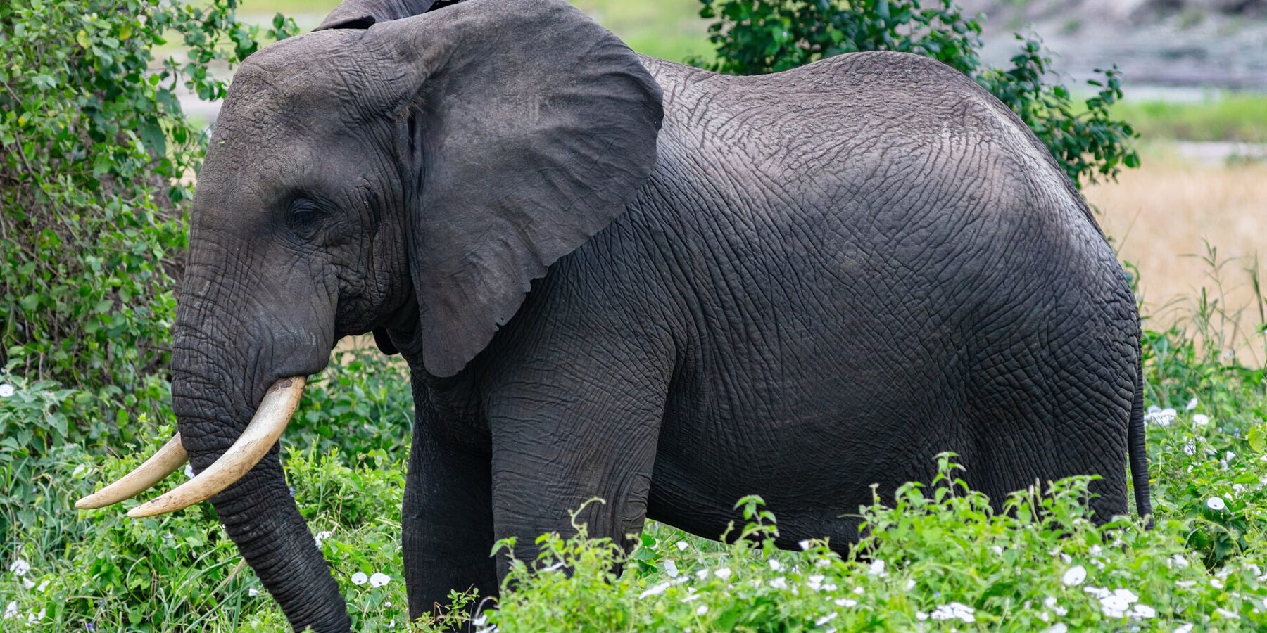 Un éléphant de profil dans une végétation verte fleurie de blanc, l'oreille déployée et les défenses courbées vers l'avant
