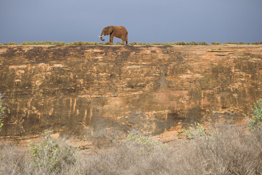 Un éléphant seul marche sur le sommet d'une grande dalle de roche ocre, découpé sur un ciel d'orage gris-bleu