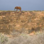 Un éléphant seul marche sur le sommet d'une grande dalle de roche ocre, découpé sur un ciel d'orage gris-bleu