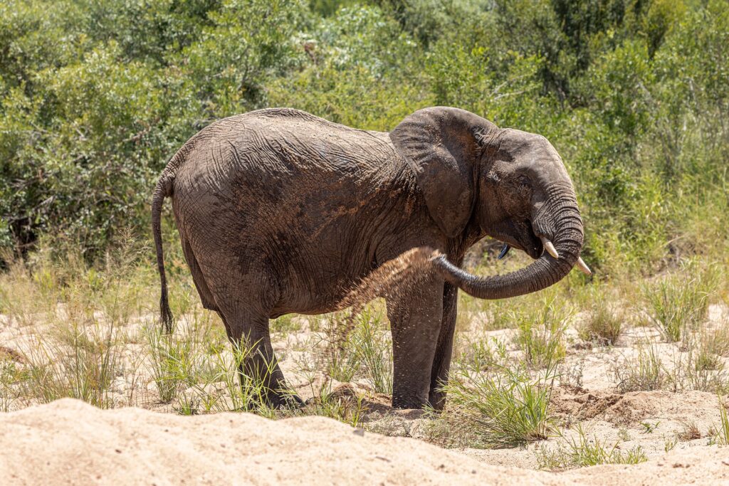 Un éléphant debout dans le sable d'un lit de rivière à sec se jette du sable sur le flanc avec sa trompe, la brousse verte derrière lui