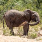 Un éléphant debout dans le sable d'un lit de rivière à sec se jette du sable sur le flanc avec sa trompe, la brousse verte derrière lui