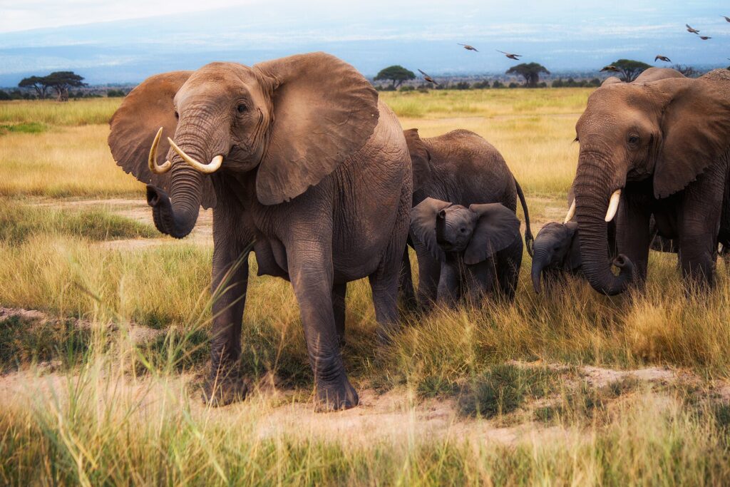 Une famille d'éléphants avance dans l'herbe sèche vers l'objectif, une femelle aux oreilles déployées devant deux éléphanteaux, des oiseaux en vol au-dessus des acacias