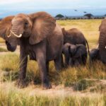 Une famille d'éléphants avance dans l'herbe sèche vers l'objectif, une femelle aux oreilles déployées devant deux éléphanteaux, des oiseaux en vol au-dessus des acacias