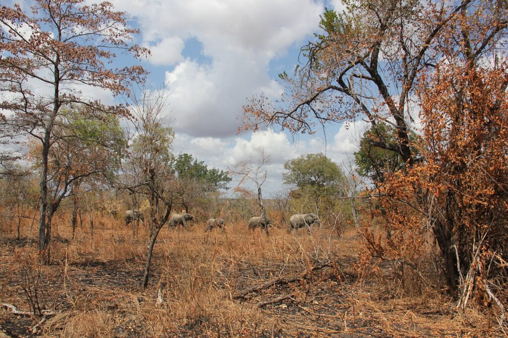 Cinq éléphants marchent en file au loin dans une forêt claire de miombo aux feuilles rousses, ciel chargé de nuages