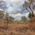 Cinq éléphants marchent en file au loin dans une forêt claire de miombo aux feuilles rousses, ciel chargé de nuages