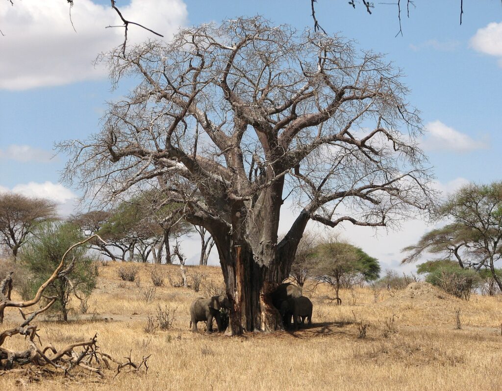 Trois éléphants au pied d'un baobab sans feuilles, l'un arrache l'écorce du tronc, herbe sèche autour