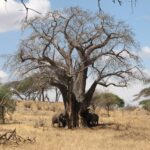 Trois éléphants au pied d'un baobab sans feuilles, l'un arrache l'écorce du tronc, herbe sèche autour