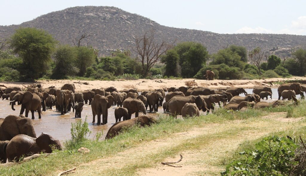 Un grand troupeau d'éléphants traverse la rivière brune à gué devant une berge de sable, des palmiers doum et une colline rocheuse derrière