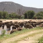 Un grand troupeau d'éléphants traverse la rivière brune à gué devant une berge de sable, des palmiers doum et une colline rocheuse derrière
