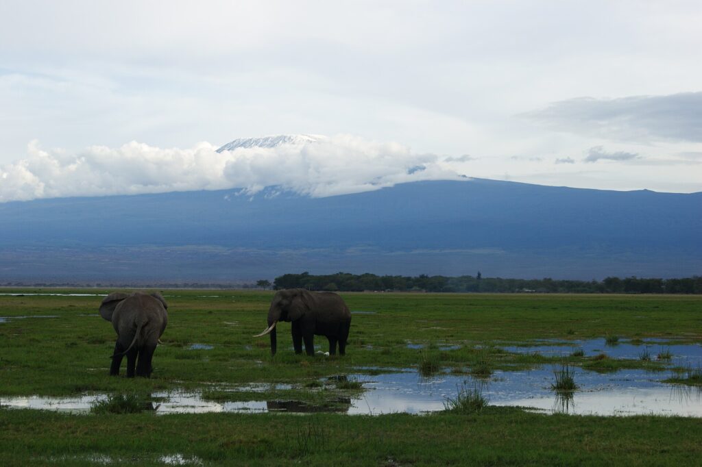 Deux éléphants dans un marais inondé d'herbe verte, l'un de dos et l'autre de profil, le sommet blanc du Kilimandjaro au-dessus d'une bande de nuages