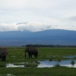Deux éléphants dans un marais inondé d'herbe verte, l'un de dos et l'autre de profil, le sommet blanc du Kilimandjaro au-dessus d'une bande de nuages