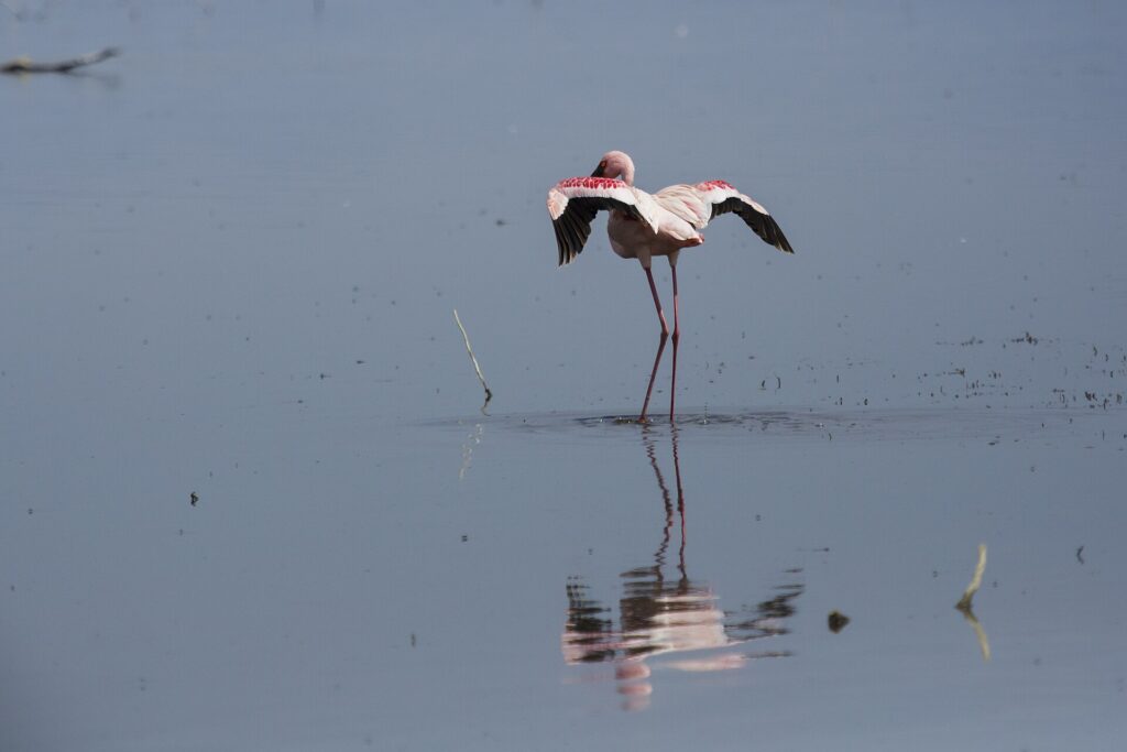 Un flamant nain seul dans l'eau grise étire ses ailes carmin et noir, le bec rouge sombre replié contre le cou, son reflet sous lui
