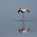 Un flamant nain seul dans l'eau grise étire ses ailes carmin et noir, le bec rouge sombre replié contre le cou, son reflet sous lui